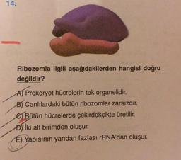 14.
Ribozomla ilgili aşağıdakilerden hangisi doğru
değildir?
A) Prokoryot hücrelerin tek organelidir.
B) Canlılardaki bütün ribozomlar zarsızdır.
Bütün hücrelerde çekirdekçikte üretilir.
D) iki alt birimden oluşur.
E) Yapısının yarıdan fazlası rRNA'dan oluşur.