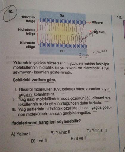 10.
Su
12.
Hidrofilik
bölge
ooooo
000 Gliserol
Hidrofobik
bölge
Yağ asidi
sy way to
Hidrofilik
bölge
0000000
XO
Su
Sugu seven
Yukarıdaki şekilde hücre zarının yapısına katılan fosfolipit
moleküllerinin hidrofilik (suyu seven) ve hidrofobik (suyu
sevmeyen)