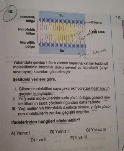 10.
Su
12.
Hidrofilik
bölge
ooooo
000 Gliserol
Hidrofobik
bölge
Yağ asidi
sy way to
Hidrofilik
bölge
0000000
XO
Su
Sugu seven
Yukarıdaki şekilde hücre zarının yapısına katılan fosfolipit
moleküllerinin hidrofilik (suyu seven) ve hidrofobik (suyu
sevmeyen) 