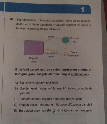 Saprofit canlılar, ölü ve atık maddeleri hücre dışına gönderdikleri enzimlerle parçalarlar. Aşağıda saprofit bir canlının beslenme şekli şematize edilmiştir.
Bu işlemi gerçekleştiren canlının prokaryot olduğu bilindiğine göre, aşağıdakilerden hangisi