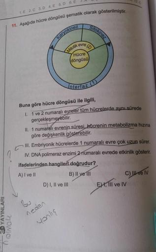 11. Aşağıda hücre döngüsü şematik olarak gösterilmiştir.
12.C
1. E 2. C 3D 4. E 5. D 6. E
Sitokinez
Karyokinez
evre
Mitotik
Hücre
(döngüsü
Interfaz (1)
Buna göre hücre döngüsü ile ilgili,
I. 1 ve 2 numaralı evreler tüm hücrelerde aynı sürede
gerçekleşmeyeb