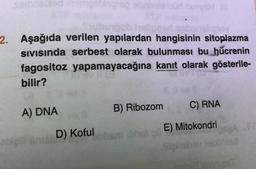 noor SH.
2. Aşağıda verilen yapılardan hangisinin sitoplazma
SIVISında serbest olarak bulunması bu hücrenin
fagositoz yapamayacağına kanıt olarak gösterile-
bilir?
A) DNA
B) Ribozom
C) RNA
nible
D) Koful
obamihel E) Mitokondri
timevebiles
