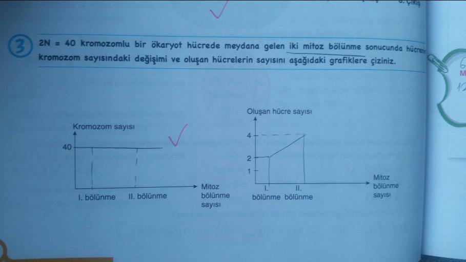 5. YIKI
3
2N = 40 kromozomlu bir ökaryot hücrede meydana gelen iki mitoz bölünme sonucunda hücreen
kromozom sayısındaki değişimi ve oluşan hücrelerin sayısını aşağıdaki grafiklere çiziniz.
M.
10
Oluşan hücre sayısı
Kromozom sayısı
4
40
2
1
Mitoz
bölünme
sa