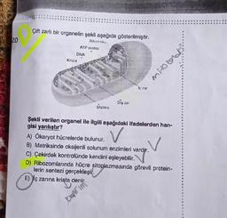 3
Çift zarlı bir organelin şekli aşağıda gösterilmiştir.
20
Rat-
ATP sentez
ONA
Krisia
mood
Diş zar
Şekli verilen organel ile ilgili aşağıdaki ifadelerden han-
gisi yanlıştır?
A) Ökaryot hücrelerde bulunur.
B) Matriksinde oksijenli solunum enzimleri vardır.
C) Çekirdek kontrolünde kendini eşleyebilir.
D) Ribozomlarında hücre sitoplazmasında görevli protein-
lerin sentezi gerçekleşir.
E) İç zarına krista denir.
Karim
