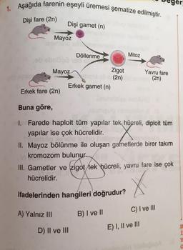 er!
1. Aşağıda farenin eşeyli üremesi şematize edilmiştir.
Dişi fare (2n)
Dişi gamet (n)
Mayoz
Döllenme
Mitoz
Mayoz
Zigot
(2n)
Erkek gamet (n)
Erkek fare (2n)
Yavru fare
(2n)
Buna göre,
1. Farede haploit tüm yapılar tek hücreli, diploit tüm
yapılar ise çok hücrelidir.
II. Mayoz bölünme ile oluşan gametlerde birer takım
kromozom bulunur.
III. Gametler ve zigot tek hücreli, yavru fare ise çok
hücrelidir.
ifadelerinden hangileri doğrudur?
C) I ve III
A) Yalnız III
B) I ve II
D) II ve III
E) I, II ve III
