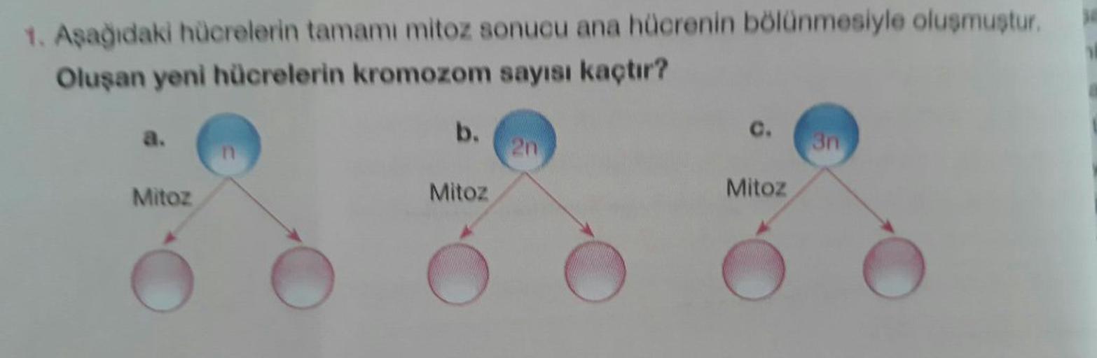 1. Aşağıdaki hücrelerin tamamı mitoz sonucu ana hücrenin bölünmesiyle oluşmuştur.
Oluşan yeni hücrelerin kromozom sayısı kaçtır?
a.
b.
en
Mitoz
Mitoz
Mitoz