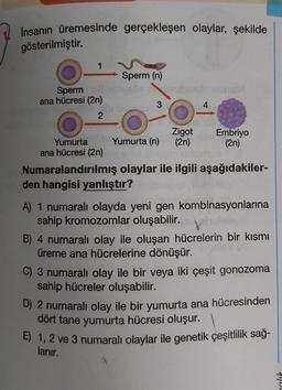 Insanın üremesinde gerçekleşen olaylar, şekilde
gösterilmiştir.
1
Sperm (n)
Sperm
ana hücresi (2n)
3
4
2.
Zigot Embriyo
Yumurta Yumurta (n) (2n) (2n)
ana hücresi (2n)
Numaralandırılmış olaylar ile ilgili aşağıdakiler-
den hangisi yanlıştır?
A) 1 numaralı olayda yeni gen kombinasyonlarına
sahip kromozomlar oluşabilir.
B) 4 numaralı olay ile oluşan hücrelerin bir kısmı
üreme ana hücrelerine dönüşür.
C) 3 numaralı olay ile bir veya iki çeşit gonozoma
sahip hücreler oluşabilir.
D) 2 numaralı olay ile bir yumurta ana hücresinden
dört tane yumurta hücresi oluşur.
E) 1, 2 ve 3 numaralı olaylar ile genetik çeşitlilik sağ-
lanır.
472
