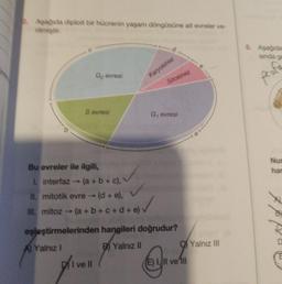 2. Aşağıda diploit bir hücrenin yaşam döngüsüne ait evreler ve-
rilmiştir.
5. Aşagida
sindag
Gevresi
Karyokinez
peat
Sitokinez
Sevresi
Gevresi
Nur
har
Bu evreler ile ilgili,
1. interfaz (a + b + c),
II. mitotik evre - (d + e),
III. +
eşleştirmelerinden hangileri doğrudur?
A) Yalnız!
B) Yalnız II
Yalnız III
DI ve II
(E) 1, Il ve in