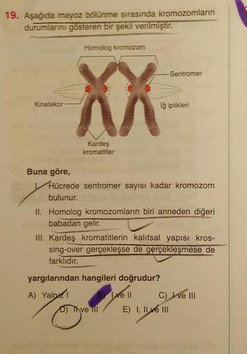 19. Aşağıda mayoz bölünme sırasında kromozomların
durumlarını gösteren bir şekil verilmiştir.
Homolog kromozom
Sentromer
XX
Kinetekor
lğ iplikleri
Kardeş
kromatitler
Buna göre,
Hücrede sentromer sayısı kadar kromozom
bulunur.
II. Homolog kromozomların biri