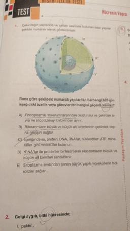 BB
TEST
Hücrenin Yapısı
1. Çekirdeğin yapısında ve zarian Gzerinde bulunan bazı yapılar
şekilde numaralı olarak gösterilmiştir.
TV
II
Buna göre şekildeki numaralı yapılardan herhangi bir için
aşağıdaki özellik veya görevlerden hangisi geçerli olamaz?
A) Endoplazmik retikulum tarafından oluşturulur ve çekirdek S-
visi ile sitoplazmayı birbirinden ayırır.
B) Ribozomların büyük ve küçük alt birimlerinin çekirdek dişi-
na geçişini sağlar.
Cİçeriğinde su, protein, DNA, RNA'lar, nükleotitler, ATP, mine-
raller gibi moleküller bulunur.
D) rRNA'lar ile proteinler birleştirilerek ribozomların büyük ve
küçük alt birimleri sentezlenir.
E) Sitoplazma Sivisindan alınan büyük yapılı moleküllerin hid-
rolizini sağlar.
Paylaşım Yayınları
2. Golgi aygıtı, bitki hücresinde;
1. pektin,