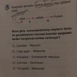 Santra
2) Aşağıdaki şemada, santral dogma olayı gösteril-
miştir.
Replikasyon
1
DNA
mRNA - Protein
Buna göre, numaralandırılmış olayların tümü-
nü gerçekleştiren hücresel kısımlar aşağıdaki-
lerden hangisinde birlikte verilmiştir?
A) Çekirdek - Ribozom
B) Golgi aygıtı - Mitokondri
C) Kloroplast - Endoplazmik retikulum
D) Çekirdek - Sentrozom
E) Kloroplast - Mitokondri