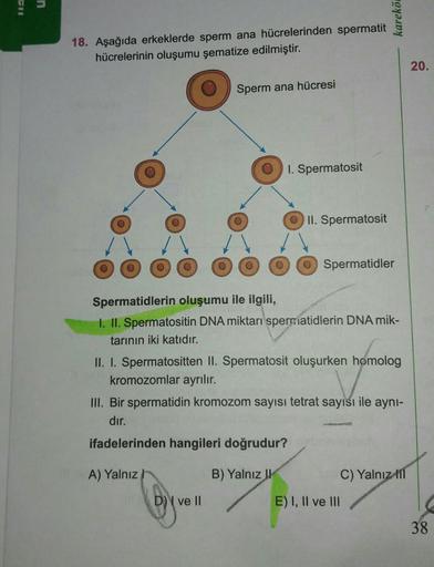 u
karekö
18. Aşağıda erkeklerde sperm ana hücrelerinden spermatit
hücrelerinin oluşumu şematize edilmiştir.
20.
Sperm ana hücresi
1. Spermatosit
II. Spermatosit
Spermatidler
Spermatidlerin oluşumu ile ilgili,
1. II. Spermatositin DNA miktarı spermatidlerin