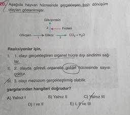 Aşağıda hayvan hücresinde gerçekleşen bazı dönüşüm
olayları gösterilmiştir.
Glikoprotein
2
Protein
Glikojen
Glikoz
→ CO2 + H2O
1
3
Reaksiyonlar için,
1. 1. olayı gerçekleştiren organel hücre dışı sindirimi sağ-
lar.
II. 2. olayda görevli organelin goblet hücresinde sayısı
çoktur.
11. 3. olayı mezozom gerçekleştirmiş olabilir.
yargılarından hangileri doğrudur?
A) Yalnız !
B) Yalnız 11 c) yalnız ih
D) I ve II
E) I,