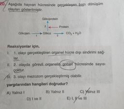 Aşağıda hayvan hücresinde gerçekleşen bazı dönüşüm
olayları gösterilmiştir.
Glikoprotein
2
Protein
Glikojen
Glikoz
→ CO2 + H2O
1
3
Reaksiyonlar için,
1. 1. olayı gerçekleştiren organel hücre dışı sindirimi sağ-
lar.
II. 2. olayda görevli organelin goblet hücresinde sayısı
çoktur.
11. 3. olayı mezozom gerçekleştirmiş olabilir.
yargılarından hangileri doğrudur?
A) Yalnız !
B) Yalnız 11 c) yalnız ih
D) I ve II
E) I,
