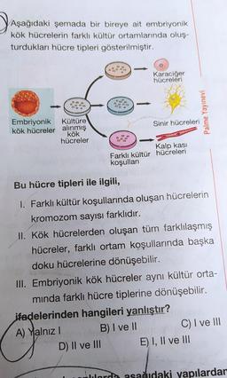 Aşağıdaki şemada bir bireye ait embriyonik
kök hücrelerin farklı kültür ortamlarında oluş-
turdukları hücre tipleri gösterilmiştir.
Karaciğer
hücreleri
Palme Yayınevi
Sinir hücreleri
Embriyonik Kültüre
kök hücreler alınmış
kök
hücreler
Kalp kasi
Farklı kültür hücreleri
koşulları
Bu hücre tipleri ile ilgili,
I. Farklı kültür koşullarında oluşan hücrelerin
kromozom sayısı farklıdır.
II. Kök hücrelerden oluşan tüm farklılaşmış
hücreler, farklı ortam koşullarında başka
doku hücrelerine dönüşebilir.
III. Embriyonik kök hücreler aynı kültür orta-
minda farklı hücre tiplerine dönüşebilir.
ifadelerinden hangileri yanlıştır?
A) Yalnız
B) I ve II
C) I ve III
D) Il ve III E) I, II ve III
Bularda asagidaki yapılardan