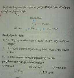 Aşağıda hayvan hücresinde gerçekleşen bazı dönüşüm
olayları gösterilmiştir.
Glikoprotein
2
Protein
Glikojen
Glikoz
CO2 + H2O
1
3
Reaksiyonlar için,
1. 1. olayı gerçekleştiren organel hücre dışı sindirimi
sağlar.
II. 2. olayda görevli organelin goblet hücresinde sayısı
çoktur.
III. 3. olayı mezozom gerçekleştirmiş olabilir.
yargılarından hangileri doğrudur?
A) Yalnız
B) Yalnız II
C) Yalnız III
D) I ve 11
E) I, II ve III