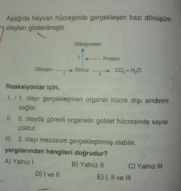 Aşağıda hayvan hücresinde gerçekleşen bazı dönüşüm
olayları gösterilmiştir.
Glikoprotein
2
Protein
Glikojen
Glikoz
CO2 + H2O
1
3
Reaksiyonlar için,
1. 1. olayı gerçekleştiren organel hücre dışı sindirimi
sağlar.
II. 2. olayda görevli organelin goblet hücresinde sayısı
çoktur.
III. 3. olayı mezozom gerçekleştirmiş olabilir.
yargılarından hangileri doğrudur?
A) Yalnız
B) Yalnız II
C) Yalnız III
D) I ve 11
E) I, II ve III
