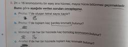 5.2n = 16 kromozomlu bir eşey ana hücresi, mayoz hücre bölünmesi geçirmektedir.
Buna göre aşağıda verilen soruları cevaplayınız.
a. Profaz 1'de oluşan tetrat sayısı kaçtır?
²8
b. Profaz 1'de toplam kaç kardeş kromatit bulunur?
c. Metafaz I'de her bir hücrede kaç homolog kromozom bulunur?
I 16
c. Anafaz Il'de her bir hücrede toplam kaç kromatit bulunur?