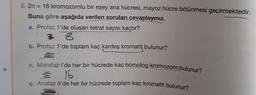 5.2n = 16 kromozomlu bir eşey ana hücresi, mayoz hücre bölünmesi geçirmektedir.
Buna göre aşağıda verilen soruları cevaplayınız.
a. Profaz 1'de oluşan tetrat sayısı kaçtır?
²8
b. Profaz 1'de toplam kaç kardeş kromatit bulunur?
c. Metafaz I'de her bir hücrede kaç homolog kromozom bulunur?
I 16
c. Anafaz Il'de her bir hücrede toplam kaç kromatit bulunur?
