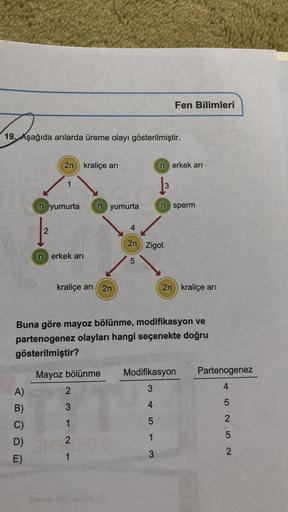 Fen Bilimleri
19. Aşağıda arılarda üreme olayı gösterilmiştir.
2n kraliçe ari
n erkek ari
13
n yumurta
n yumurta
n sperm
2
2n Zigot
n erkek ari
5
kraliçe ari
2n
2n kraliçe ari
Buna göre mayoz bölünme, modifikasyon ve
partenogenez olayları hangi seçenekte d