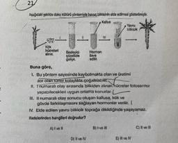 21
Aşağıdaki şekilde doku kültürü yöntemiyle havuç bitkisinin elde edirsesi gösterirmiştir.
Kallus
Yana
Bosleyici
Hormon
Buna göro,
1. Bu yöntem sayesinde kaybolmakta olan ve üretirsi
zex olan torfer kalayikis cogatutabit, f
11. Tnumaralı olay sırasında biikiden alınan hücreler fotosentez
yapabilecekleri uygun ortama korurlar.
10. Il numaral olay sonucu oluşan kallusa, kok ve
gövde farklılaşmasmi sağlayan hormonlar verilir.
1. Elde edilen yavru bilkicik topraga dikildiğinde yaşayamaz.
Ifadelerinden hangileri doğrudur?
Alive
C) Il ve in
D) II ve IV
E) il vel
