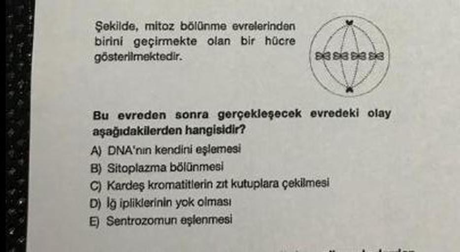 Şekilde, mitoz bölünme evrelerinden
birini geçirmekte olan bir hücre
gösterilmektedir.
3388
Bu evreden sonra gerçekleşecek evredeki olay
aşağıdakilerden hangisidir?
A) DNA'nin kendini eşlemesi
B) Sitoplazma bölünmesi
C) Kardeş kromatitlerin zıt kutuplara ç