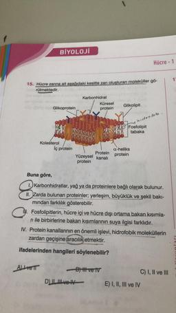 BİYOLOJİ
Hücre - 1
15. Hücre zarına ait aşağıdaki kesitte zarı oluşturan moleküller go-
rülmektedir.
Karbonhidrat
Küresel
protein
Glikolipit
Glikoprotein
hidrofob.
ja Fosfolipit
tabaka
Kolesterol
İç protein
Protein
Yüzeysel kanali
protein
a-heliks
protein
Buna göre,
1. Karbonhidratlar, yağ ya da proteinlere bağlı olarak bulunur.
II. Zarda bulunan proteinler; yerleşim, büyüklük ve şekil bakı-
mindan farklılık gösterebilir.
MI. Fosfolipitlerin, hücre içi ve hücre dışı ortama bakan kısımla-
ni ile birbirlerine bakan kısımlarının suya ilgisi farklıdır.
IV. Protein kanallarının en önemli işlevi, hidrofobik moleküllerin
zardan geçişine aracılık etmektir.
ifadelerinden hangileri söylenebilir?
Alive
B) ti ve TV
C) I, II ve III
DI III ve IV
E) I, II, III ve IV