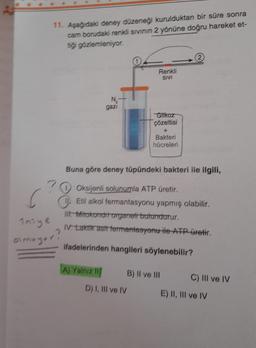 11. Aşağıdaki deney düzeneği kurulduktan bir süre sonra
cam borudaki renkli sivinin 2 yönüne doğru hareket et-
tiği gözlemleniyor.
0
2
Renkli
SIVI
N,
gazi
Glikoz
çözeltisi
+
Bakteri
hücreleri
Buna göre deney tüpündeki bakteri ile ilgili,
.
Oksijenli solunumla ATP üretir.
Etil alkol fermantasyonu yapmış olabilir.
lit Mitokondrrorgarreti bulundurur.
IV. taktik asit fermantasyonu ile ATP üretir.
Inige
armungar?
ifadelerinden hangileri söylenebilir?
A) Yalniz !
tu
B) Il ve III
C) III ve IV
D) I, III ve IV
E) II, III ve IV