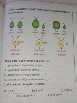 Canlılarda gözlenen eşeyli üreme çeşitleri aşağıdaki gibi şe-
5.
matize edilebilir.
Dişi
Erkek
gamet
Dişi
gamet
Erkek
gamet
gamet
Dişi
gamet
Erkek
gamet
Zigot
Zigot
Zigot
Yeni bireyler
Yeni bireyler
izogami
Anizogami
Yeni bireyler
Oogami
Buna göre, eşeyli üreme çeşitleri için,
I. yumurtanın hareketsiz olması,
II. spermlerin hareketli olması,
III. döllenmenin gerçekleşmesi,
IV. kalıtsal çeşitliliğe neden olması v
özelliklerinden hangileri ortaktır?
A) I ve Il
B) II ve III
D) II, III ve IV
CII ve IV
E) I, II, II ve IV