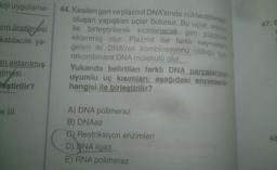 loji uygulama-
44. Kesilen gen ve plazmit DNA'sında nükleotitlerden
oluşan yapışkan uçlar bulunur. Bu uçlar, enzim
ile birleştirilerek klonlanacak gen plazmite
eklenmiş olur. Plazmit ise farklı kaynaktan
47. E
urin üretilmesi
katılacak ya-
en aktarılmış
elmesi
leştirilir?
gelen iki DNA’nın kombinasyonu olduğu için
rekombinant DNA molekülü olur.
Yukarıda belirtilen farklı DNA parçalarının
uyumlu uç kısımları, aşağıdaki enzimlerin
hangisi ile birleştirilir?
e III
A) DNA polimeraz
B) DNAaz
C) Restriksiyon enzimleri
D) DNA ligaz
O
E) RNA polimeraz
48
