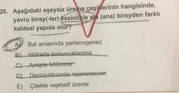 20. Aşağıdaki eşeysiz üreme çeşitlerinin hangisinde,
yavru birey(-ler) kesinlikle ata (ana) bireyden farklı
kalıtsal yapıda olur?
Bal arılarında partenogenez
B) Hidrada tomurcuklanma
Ch Amipte bölünme
D) Denizyıldızında rejenerasyon
E) Çilekte vejetatif üreme
