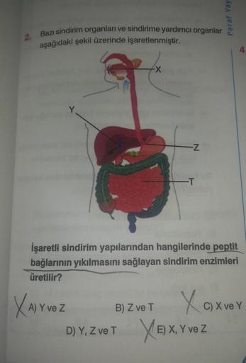Paraf Yay
2.
Bazı sindirim organları ve sindirime yardımcı organlar
aşağıdaki şekil üzerinde işaretlenmiştir.
4
-X
Y
-Z
-T
İşaretli sindirim yapılarından hangilerinde peptit
bağlarının yıkılmasını sağlayan sindirim enzimleri
üretilir?
B) Z ve T
Xarvez
Xox