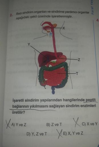 Paraf Yay
2.
Bazı sindirim organları ve sindirime yardımcı organlar
aşağıdaki şekil üzerinde işaretlenmiştir.
4
-X
Y
-Z
-T
İşaretli sindirim yapılarından hangilerinde peptit
bağlarının yıkılmasını sağlayan sindirim enzimleri
üretilir?
B) Z ve T
Xarvez
Xox 