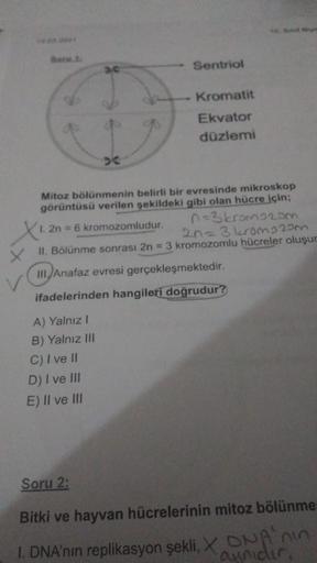 Sentriol
Kromatit
Ekvator
düzlemi
Mitoz bölünmenin belirli bir evresinde mikroskop
görüntüsü verilen şekildeki gibi olan hücre için;
1. 2n = 6 kromozomludur.
n=3 kromozom
2n=3 kromozom
X II. Bölünme sonrası 2n = 3 kromozomlu hücreler oluşur
III Anafaz evre