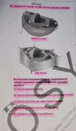 2020
15. Aşağıda bir hayvan ve bitki hücresi şematize edilmiştir.
Hayvan hücresi
Bitki hücresi
Bu hücreler karşılaştırıldığında aşağıdakilerin
hangisi açısından aralarında farklılık olmadığı
görülür?
A) Hücre duvarının varlığı
B) Hücre bölünmesinde sitokinezin gerçekleşme
şekli
C) Hücre içerisinde yer alan organel çeşitleri
D) HOcre içi iskelet elemanlarının varlığı
E) Kofulların sayısı ve büyüklükleri
akları ÖSYM'ye
ci, kurum vs