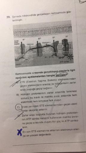 39. Şemada mitokondride gerçekleşen kemiozmozis gös-
terilmiştir.
H
H4
Zarlar
arasi
boşluk
Sitokromo
Ubikinon
.
ATP Set
Baik
Kemiozmozis sırasında gerçekleşen olaylarla ilgili
aşağıdaki açıklamalardan hangisi yanlıstır?
A) ETS (Elektron Taşıma Sistemi) ele