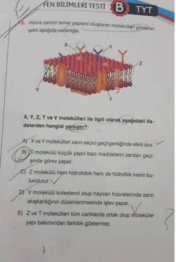 FEN BİLİMLERİ TESTİ B
TYT
9. Hücre zarının temel yapısını oluşturan molekülleri gösteren
şekil aşağıda verilmiştir.
x
X, Y, Z, T ve V molekülleri ile ilgili olarak aşağıdaki ifa-
delerden hangisi yanlıştır?
A) X ve Ymolekülleri zarin seçici geçirgenliğinde etkili olur.
B) I molekülü küçük yapılı bazı maddelerin zardan geçi-
şinde görev yapar.
Z molekülü hem hidrofobik hem de hidrofilik kısım bu-
lundurur. V
DI V molekülü kolesterol olup hayvan hücrelerinde zarin
akışkanlığının düzenlenmesinde işlev yapar.
E) Z ve T molekülleri tüm canlılarda ortak olup moleküler
yapı bakımından farklılık göstermez.
2
