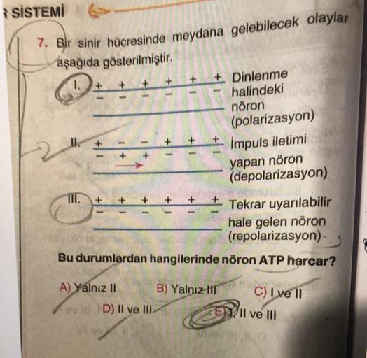 +
* SİSTEMİ
7. Bir sinir hücresinde meydana gelebilecek olaylar
aşağıda gösterilmiştir.
+ Dinlenme
halindeki
nöron
(polarizasyon)
Impuls iletimi
yapan nöron
(depolarizasyon)
+
1+
1
+
Tekrar uyarılabilir
hale gelen nöron
(repolarizasyon)
Bu durumlardan hang