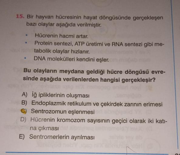 15. Bir hayvan hücresinin hayat döngüsünde gerçekleşen
bazı olaylar aşağıda verilmiştir.
Hücrenin hacmi artar.
Protein sentezi, ATP üretimi ve RNA sentezi gibi me-
tabolik olaylar hızlanır.
DNA molekülleri kendini eşler.
Bu olayların meydana geldiği hücre