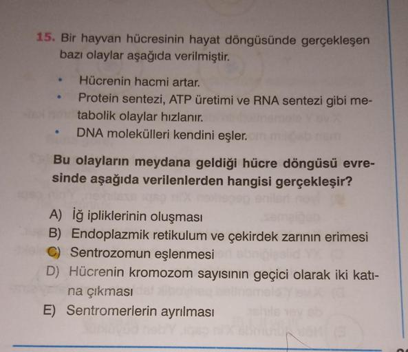 15. Bir hayvan hücresinin hayat döngüsünde gerçekleşen
bazı olaylar aşağıda verilmiştir.
Hücrenin hacmi artar.
Protein sentezi, ATP üretimi ve RNA sentezi gibi me-
tabolik olaylar hızlanır.
DNA molekülleri kendini eşler.
Bu olayların meydana geldiği hücre 