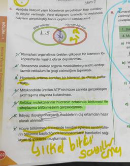 yoni?
8.
6. Aşağıda ökaryot yapılı hücrelerde gerçekleşen bazı metabo-
lik olaylar verilmiştir
. Venn diyagramı üzerinde bu metabolik
olayların gerçekleştiği hücre çeşitlerini karşılaştırınız.
Numaral
verilmişt
cevapla
Hayvan
hücresi
Bitki hücresi
BOLUM - 1
1. Ba
1,5
4. Ma
a) Ha
sir
Hücre Yapısı ve Ora
Kloroplast organelinde üretilen glikozun bir kısmının lö-
koplastlarda nişasta olarak depolanması.
2. Ribozomda üretilen organik moleküllerin granüllü endop-
lazmik retikulum ile golgi cisimciğine taşınması.
8. Hipotonik ortama konulan bir hücrenin su olarak patla-
b) H
b
masi.
c)
Mitokondride üretilen ATP'nin hücre zarında gerçekleşen
aktif taşıma olayında kullanılması.
5. Selüloz moleküllerinin hücrenin ortasında birikmesi ile
sitoplazma bölünmesinin gerçekleşmesi.
d)
6. İhtiyaç duyulan inorganik maddelerin dış ortamdan hazır
olarak alınmasi.
7. Hücre bölünmesi öncesinde kendini eşleyen sentriyolle-
rin bölünme başladığında kromozomların hareketini sağ-
layan iğ ipliklerini oluşturması.
Sickel bitki
02
Sasilien
