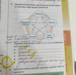 lotrim.
mong
3.
Aşağıdaki şemada ökaryot yapılı bir hücreye ait farklı organel-
ler arasındaki madde geçişleri gösterilmiştir.
Mitokondri
a
b
Endoplazmik
retikulum
Ribozom
e
C
DNA C
BÖLÜM - 1
Golgi
Kloroplast
cisimciği
vor oyarden
ammo asit verebir, selebih
Organeller arasında geçiş yapan a, b, c, d ve e moleküllerine
birer örnek yazınız.
a. ATP.
b. Protein
Annoncest
d. ahsijen.
an.
file
.
ani-
c.
Hücre Yapısı ve Organelleri
e.
le-
glikagaietan aghalopete do. akan sangles
4.
ar,
Tablodaki anahtar kelimeleri kullanarak aşağıdaki metni ta-
mamlayınız.
• klorofil

