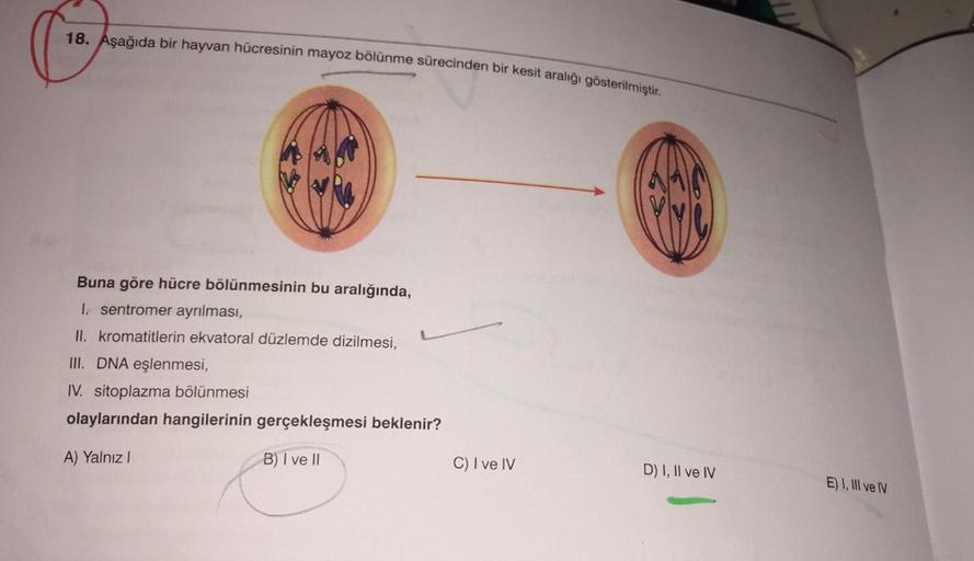 18. Aşağıda bir hayvan hücresinin mayoz bölünme sürecinden bir kesit aralığı gösterilmiştir.
Buna göre hücre bölünmesinin bu aralığında,
I. sentromer ayrılması,
II. kromatitlerin ekvatoral düzlemde dizilmesi,
III. DNA eşlenmesi,
IV. sitoplazma bölünmesi
ol