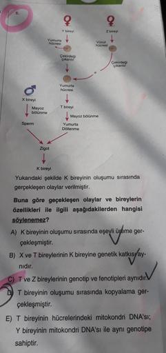 5.
Y bireyi
Z bireyi
Yumurta
hücresi
Vücut
hücresi
Çekirdeği
çıkarılır
Çekirdeği
çıkarılır
Yumurta
hücresi
X bireyi
T bireyi
Mayoz
bölünme
Mayoz bölünme
Sperm
Yumurta
Döllenme
Zigot
K bireyi
Yukarıdaki şekilde k bireyinin oluşumu sırasında
gerçekleşen olay