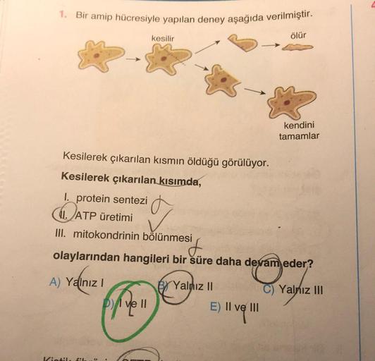 1. Bir amip hücresiyle yapılan deney aşağıda verilmiştir.
kesilir
ölür
kendini
tamamlar
Kesilerek çıkarılan kısmın öldüğü görülüyor.
Kesilerek çıkarılan kısımda,
I. protein sentezi
11. ATP üretimi
III. mitokondrinin bölünmesi
ATP üretimi
'T
olaylarından ha