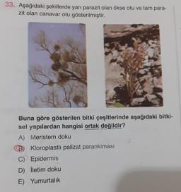 33. Aşağıdaki şekillerde yarı parazit olan ökse otu ve tam para-
zit olan canavar otu gösterilmiştir.
Buna göre gösterilen bitki çeşitlerinde aşağıdaki bitki-
sel yapılardan hangisi ortak değildir?
A) Meristem doku
B) Kloroplastli palizat parankiması
C) Epidermis
D) İletim doku
E) Yumurtalık
