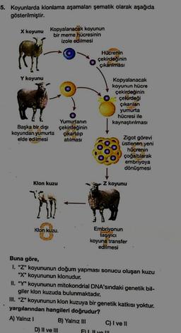 5. Koyunlarda klonlama aşamaları şematik olarak aşağıda
gösterilmiştir.
X koyunu
Kopyalanacak koyunun
bir meme hücresinin
izole edilmesi
Ron
Hücrenin
çekirdeğinin
çıkanlması
Y koyunu
Kopyalanacak
koyunun hücre
çekirdeğinin
çekirdeği
çıkanlan
yumurta
hücresi ile
kaynaştırılması
Başka bir dişi
koyundan yumurta
elde edilmesi
Yumurtanın
çekirdeğinin
çıkartılıp
atılmast
Zigot görevi
üstlenen yeni
hücrenin
çoğaltılarak
embriyoya
dönüşmesi
Klon kuzu
Z koyunu
Klon kuzu.
Embriyonun
taşıyıcı
koyuna transfer
edilmesi
Buna göre,
1. "Z" koyununun doğum yapması sonucu oluşan kuzu
"X" koyununun klonudur.
II. "Y" koyununun mitokondrial DNA'sındaki genetik bil-
giler klon kuzuda bulunmaktadır.
III. "Z" koyununun klon kuzuya bir genetik katkısı yoktur.
yargılarından hangileri doğrudur?
A) Yalnız!
B) Yalnız III C) I ve 11
D) II ve III
EI
