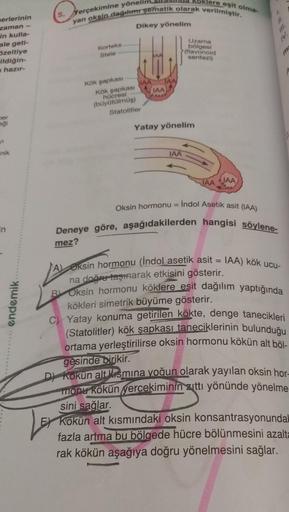 Jere eşit olma
5. Yerçekimine yönelim
yan oksin dagur sematik olarak verilmiştir.
Dikey yönelim
terlerinin
zaman
in kulla-
ale geti-
özeltiye
ildiğin-
hazır-
Korteks
Stele
Uzama
bölgesi
>(flavonoid
sentezi)
7
TAN
IAA
Kök şapkasi
IAA
Kök şapkasi
hücresi
(bü