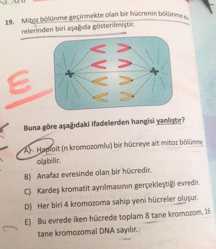 19. Mitoz bölünme geçirmekte olan bir hücrenin bölünme ev.
relerinden biri aşağıda gösterilmiştir.
E
VV VV
V V V V
...
Buna göre aşağıdaki ifadelerden hangisi yanlıştır?
Al Haploit (n kromozomlu) bir hücreye ait mitoz bölünme
olabilir.
B) Anafaz evresinde
