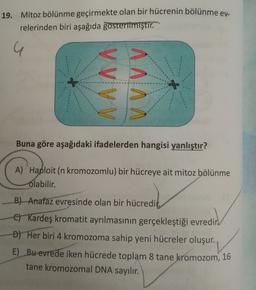 19. Mitoz bölünme geçirmekte olan bir hücrenin bölünme ev-
relerinden biri aşağıda gosterilmiştir.
G
V V V V
V V V V
Buna göre aşağıdaki ifadelerden hangisi yanlıştır?
A) Haploit (n kromozomlu) bir hücreye ait mitoz bölünme
olabilir.
B) Anafaz evresinde olan bir hücredit
C) Kardeş kromatit ayrılmasının gerçekleştiği evredir
Đ) Her biri 4 kromozoma sahip yeni hücreler oluşur.
E) Bu evrede iken hücrede toplam 8 tane kromozom, 16
tane kromozomal DNA sayılır.